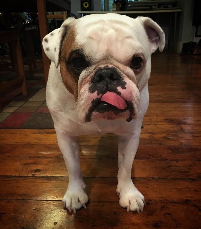 Ziggy the bulldog