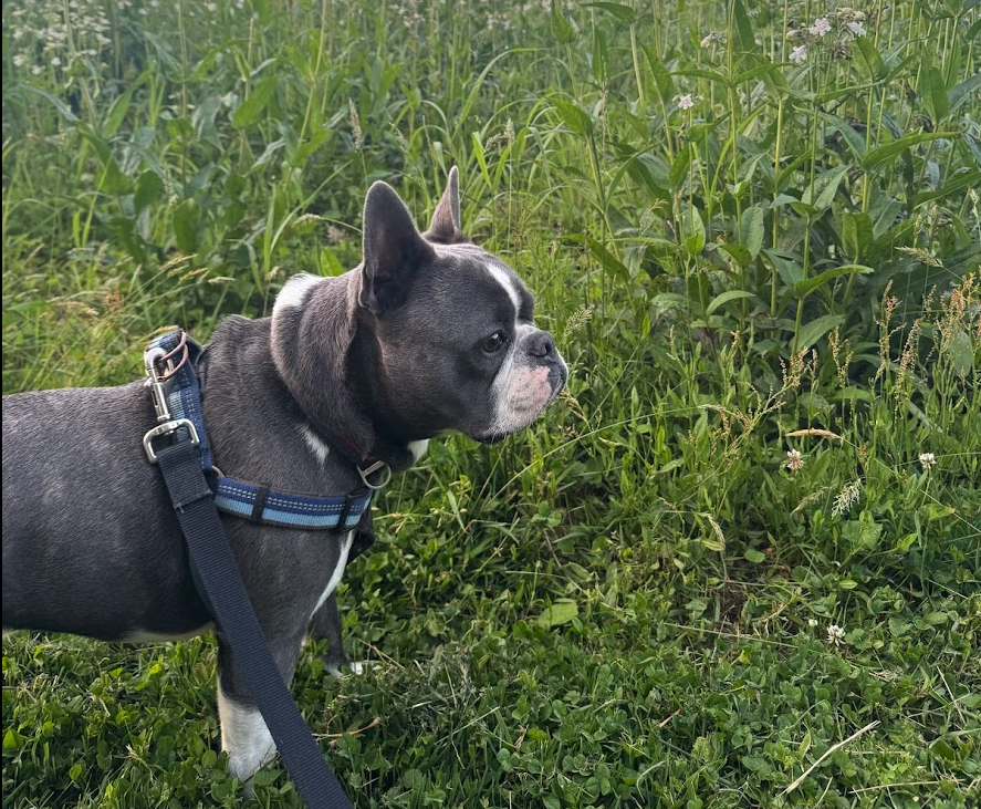 Black and white French Bulldog wearing blue harness standing in tall grass and wildflowers, looking to the side