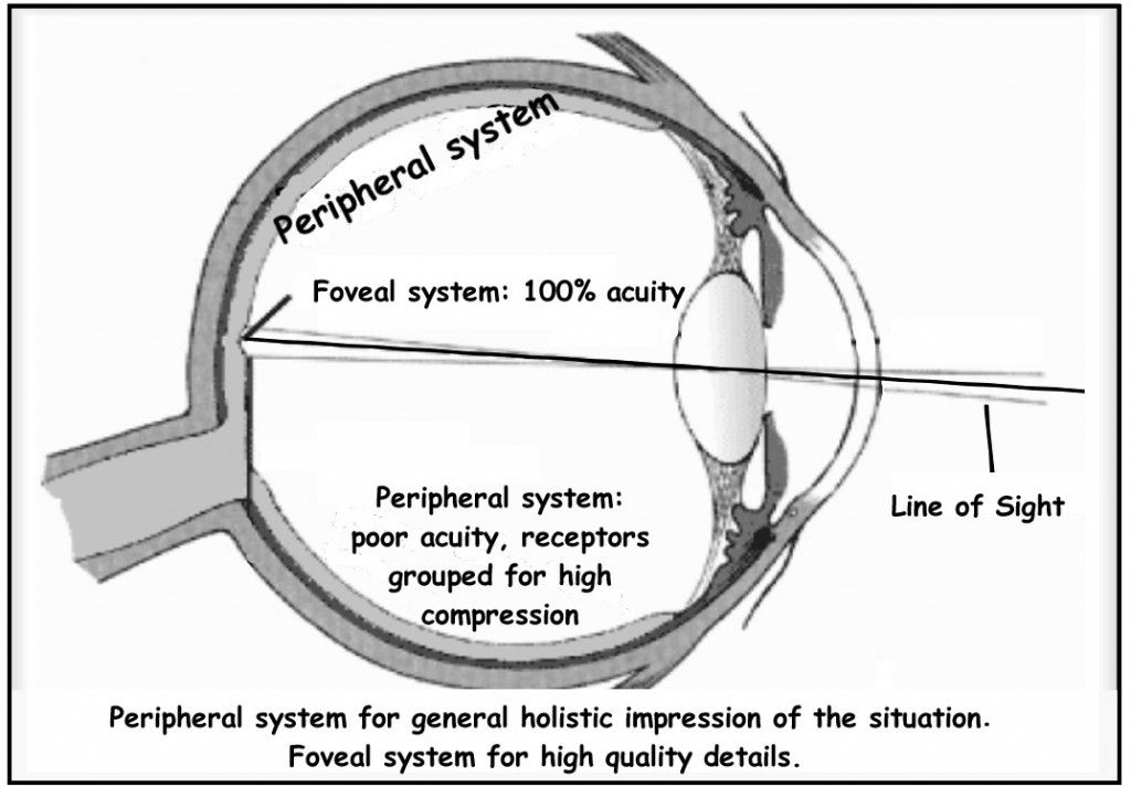 Eye diagram of Foveal and Peripheral systems